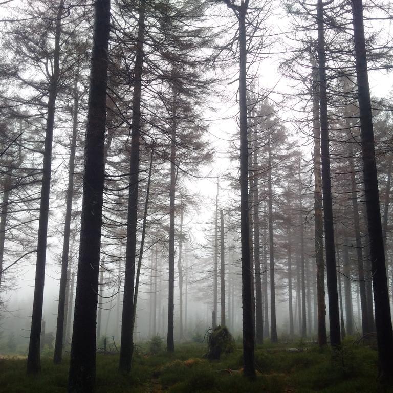 ホテルThe Cabin - Harz National Park ザンクト・アンドレーアスベルク エクステリア 写真